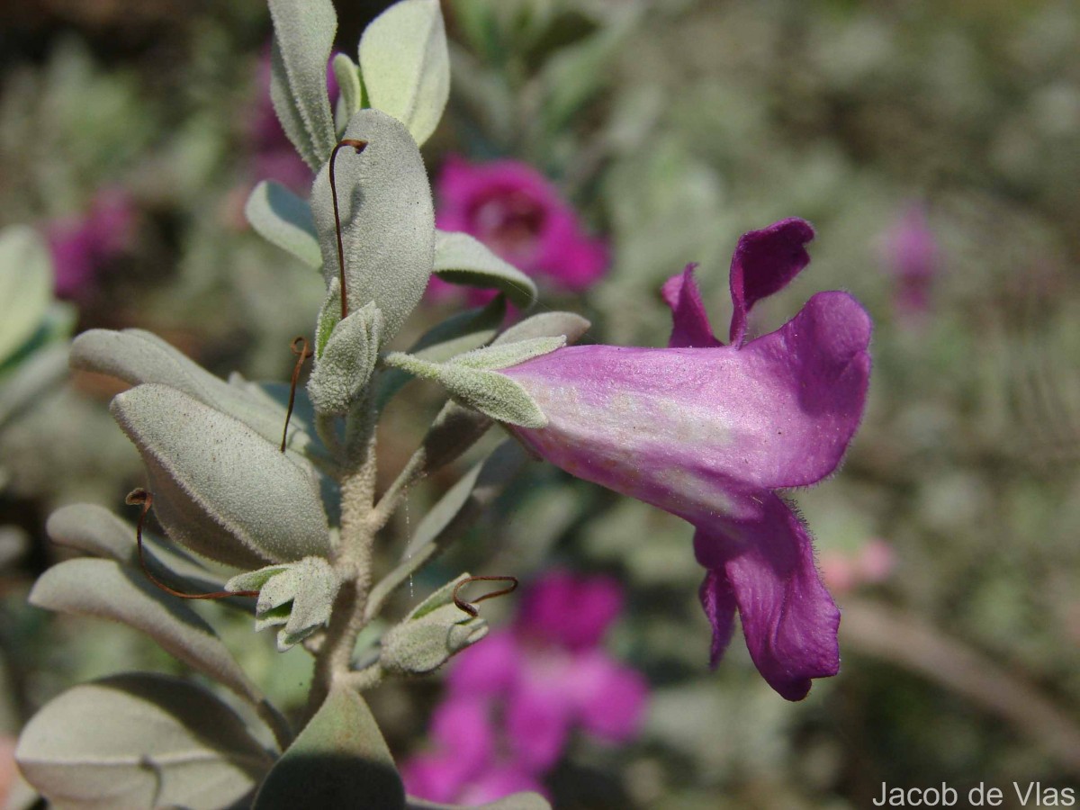 Leucophyllum frutescens (Berland.) I.M.Johnst.